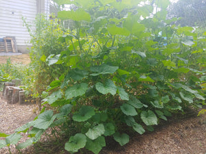 From the Gardens