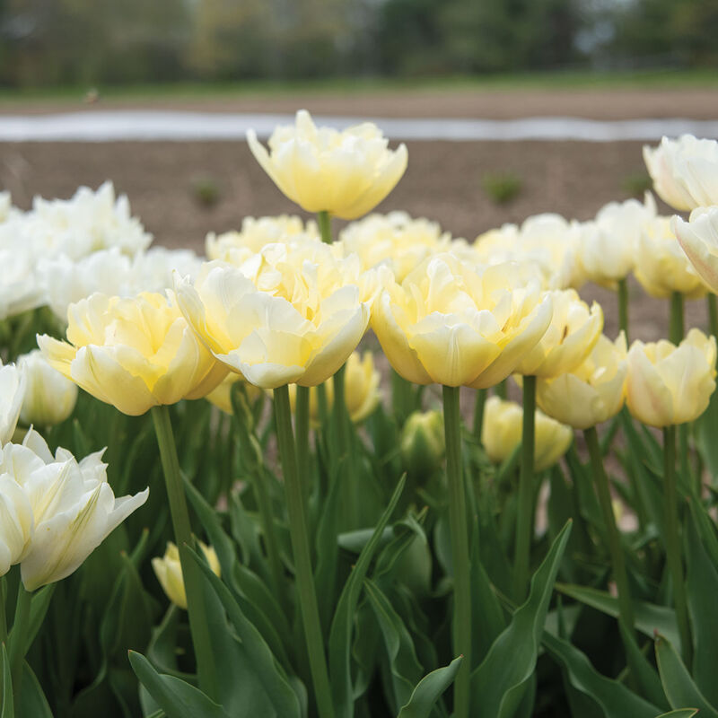 Tulip Double Early - Verona
