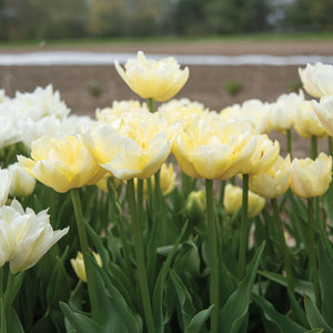 Tulip Double Early - Verona