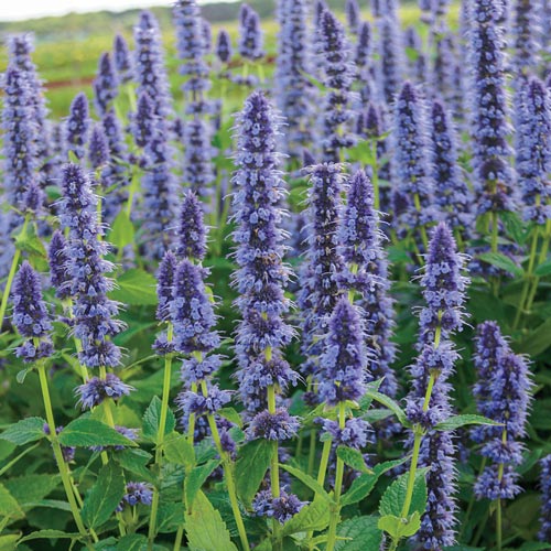 Agastache - Blue Fortune