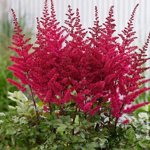 Astilbe - Visions Volcano