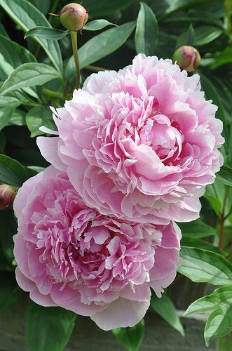 Peony - Sarah Bernhardt