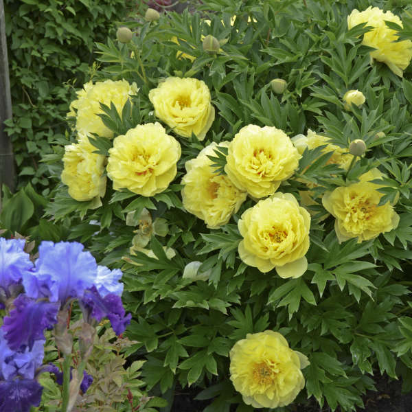 Peony - Itoh - Bartzella