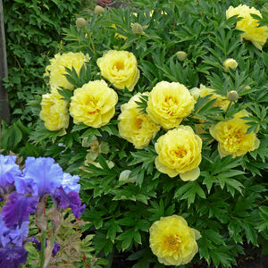 Peony - Itoh - Bartzella