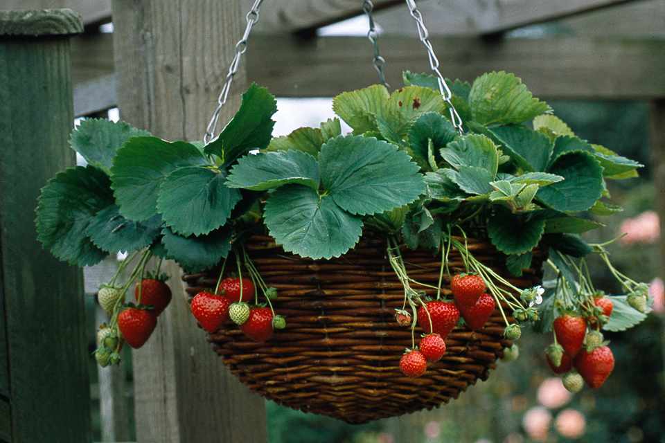 Strawberry - Albion