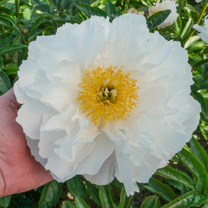 Peony - Miss America