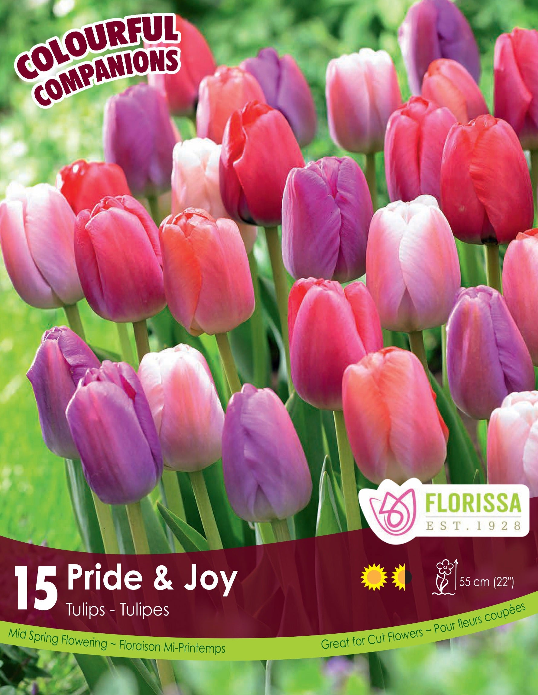 Colorful Companions - Pride and Joy