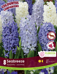 Hyacinth - Seabreeze