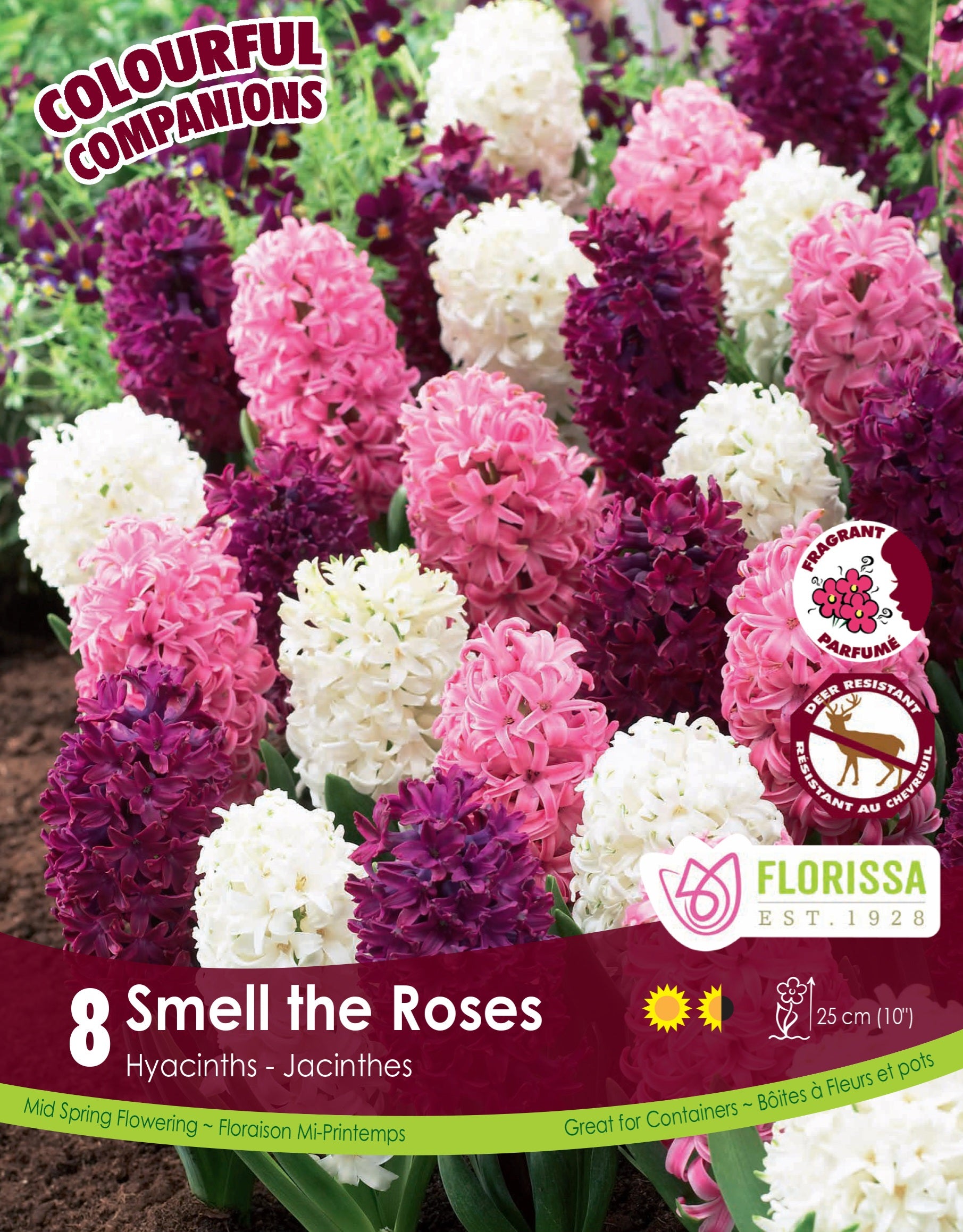 Hyacinth - Smell the Roses