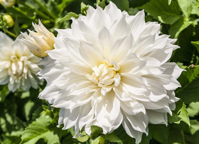 Dahlia - Fleurel