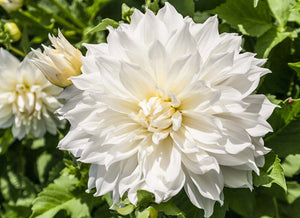 Dahlia - Fleurel