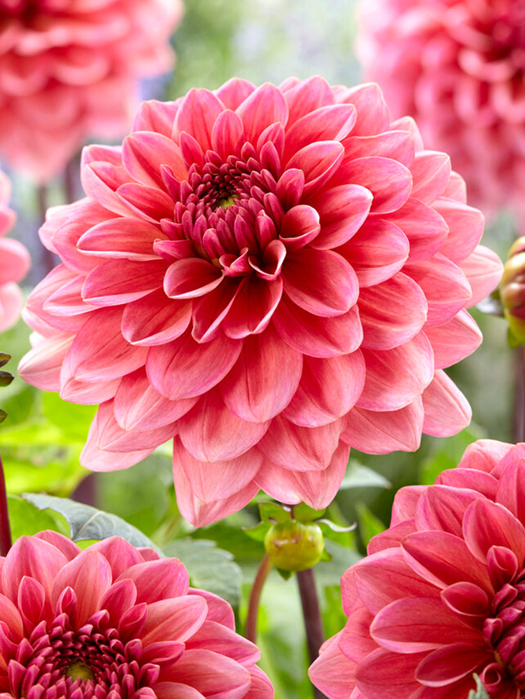 Dahlia - Salmon Runner