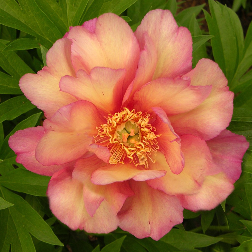 Peony - Itoh - Julia Rose