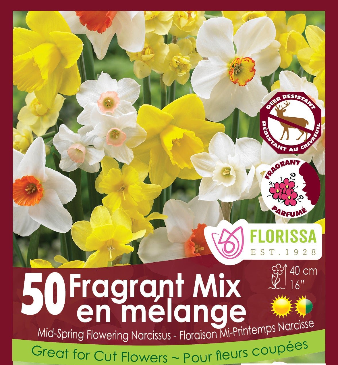 Daffodile - Fragrant Mix