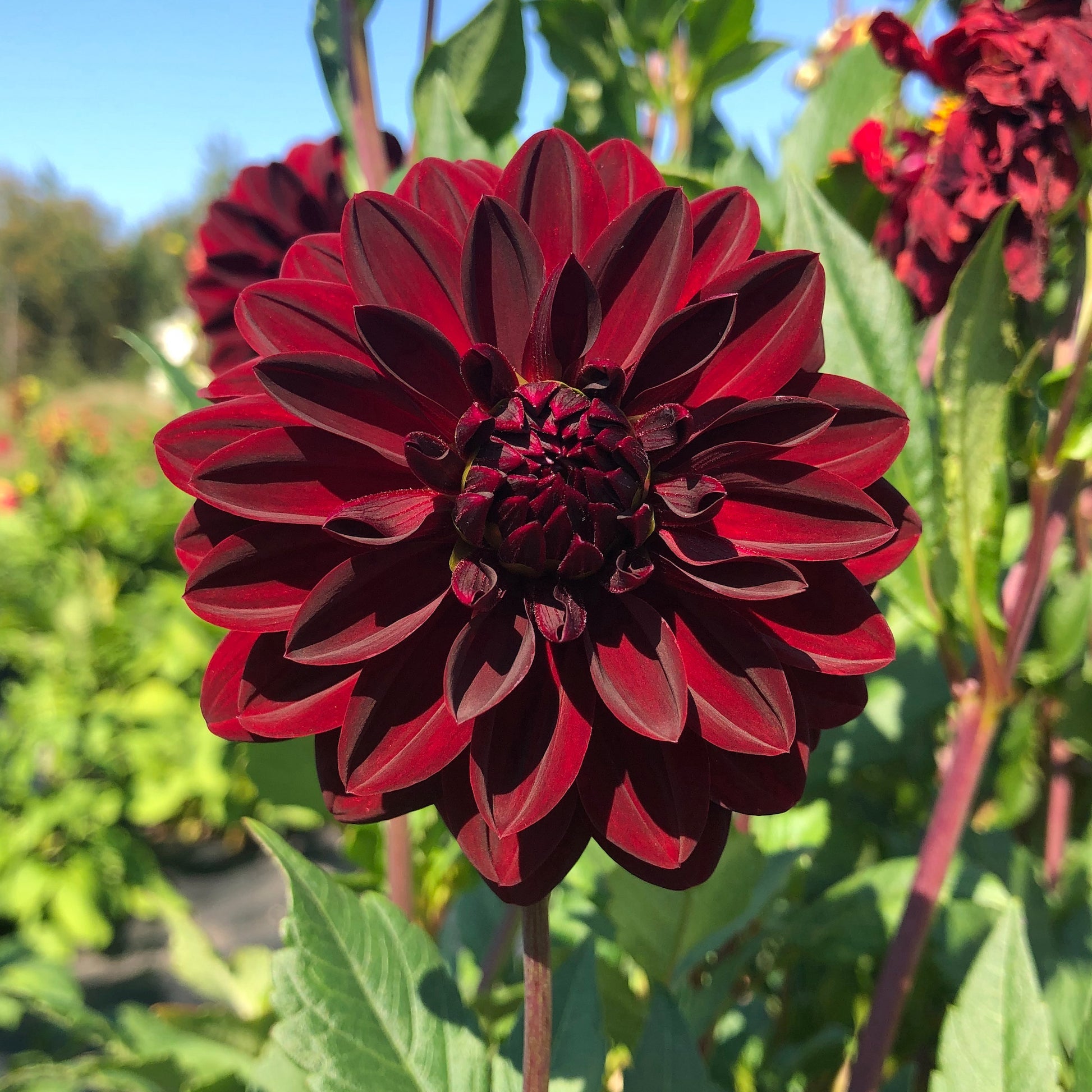 Dahlia - Arabian Night