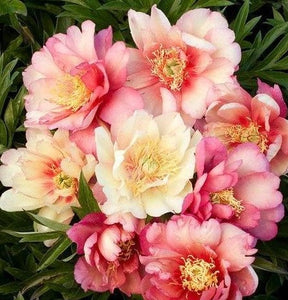 Peony - Itoh - Julia Rose