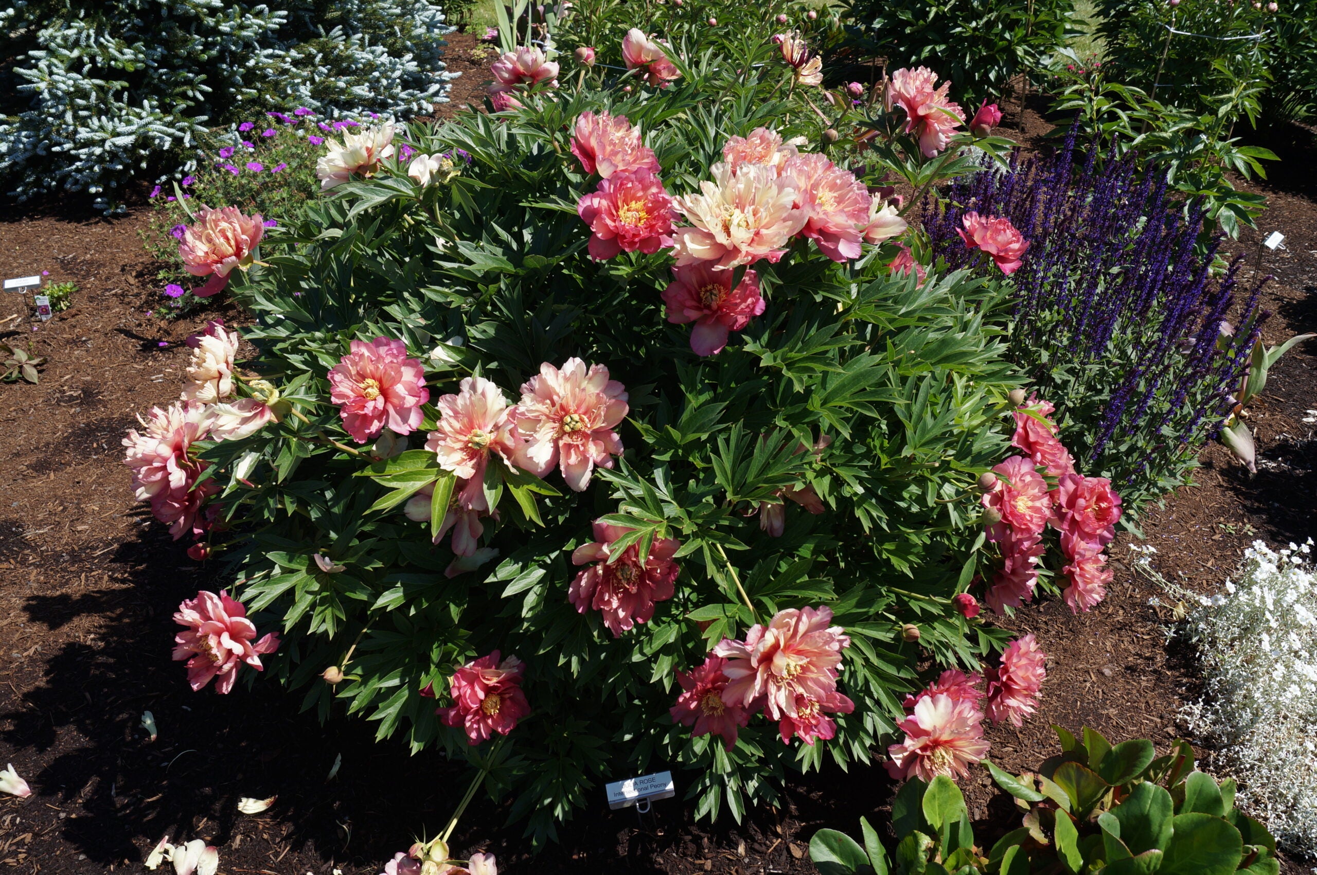 Peony - Itoh - Julia Rose