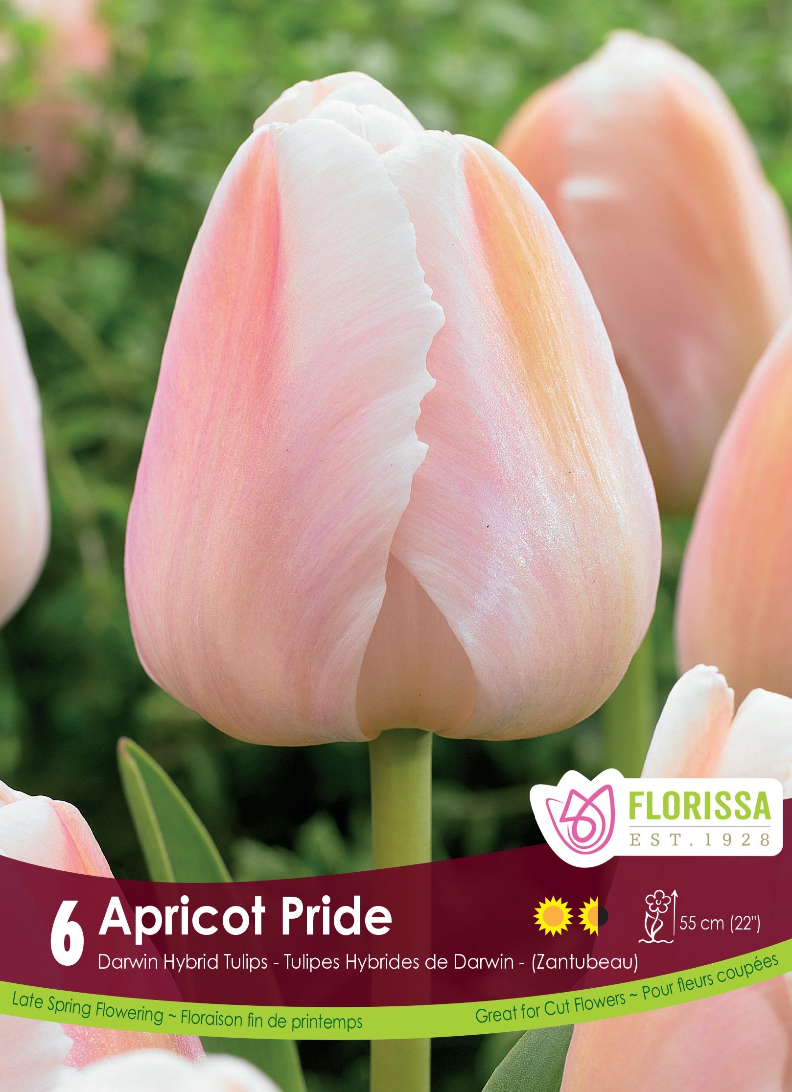 Tulip Darwin - Apricot Pride