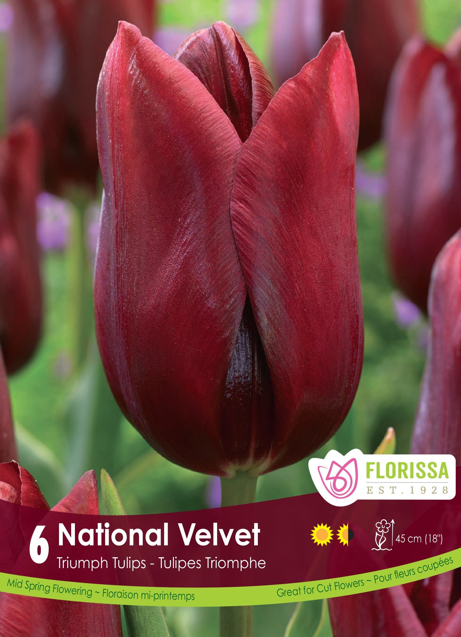 Tulip Triumph - National Velvet