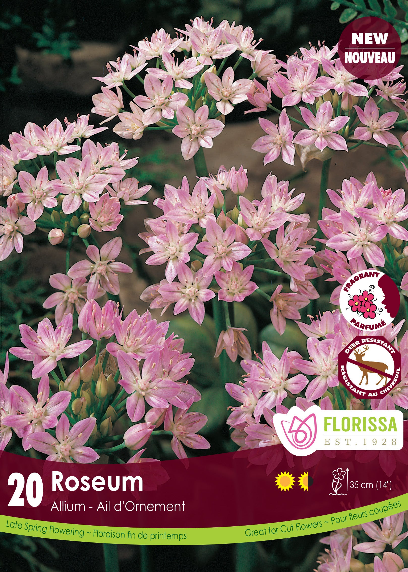 Allium - Roseum