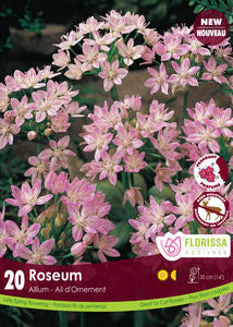Allium - Roseum