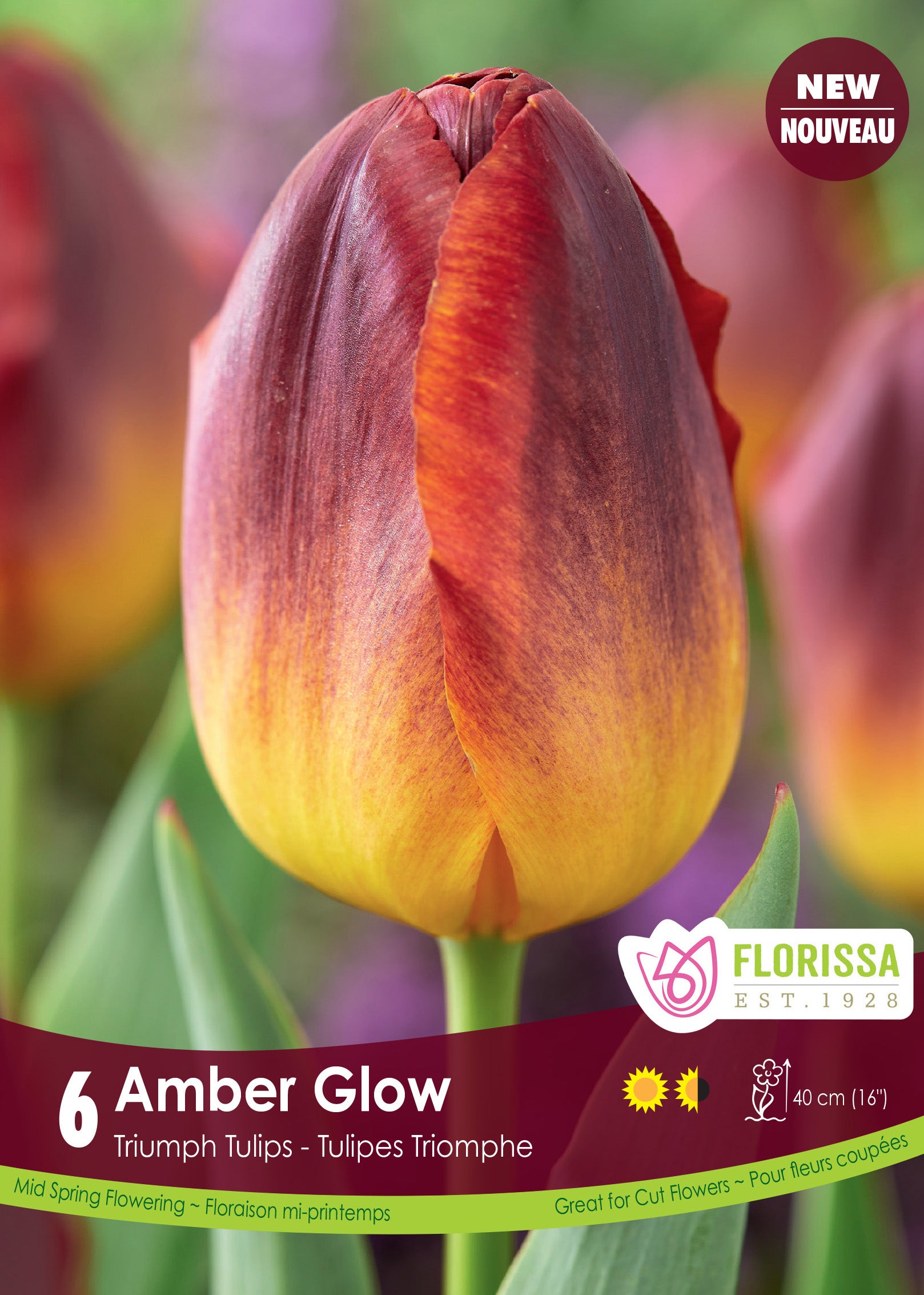 Tulip Triumph - Amber Glow