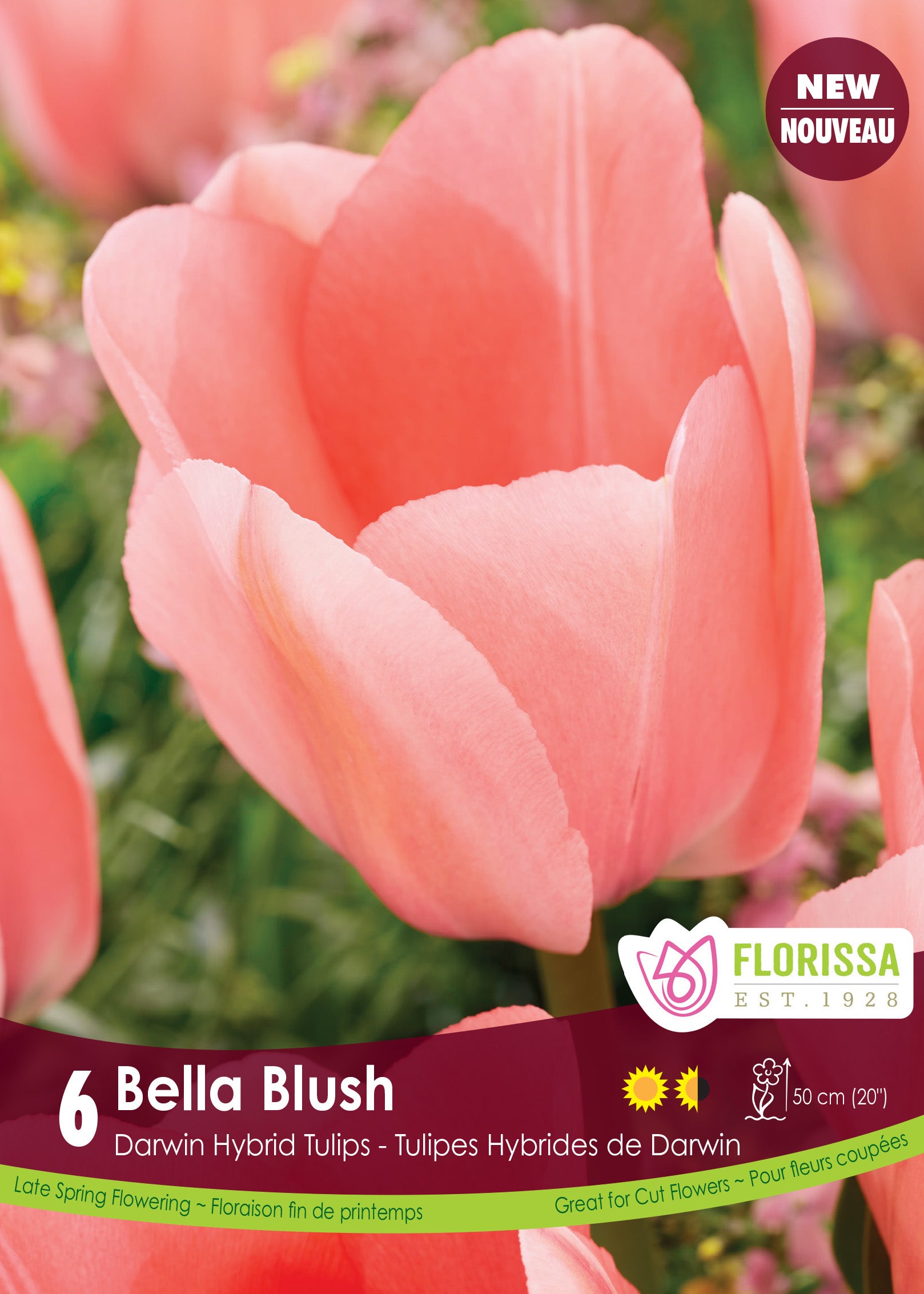Tulip Darwin - Bella Blush