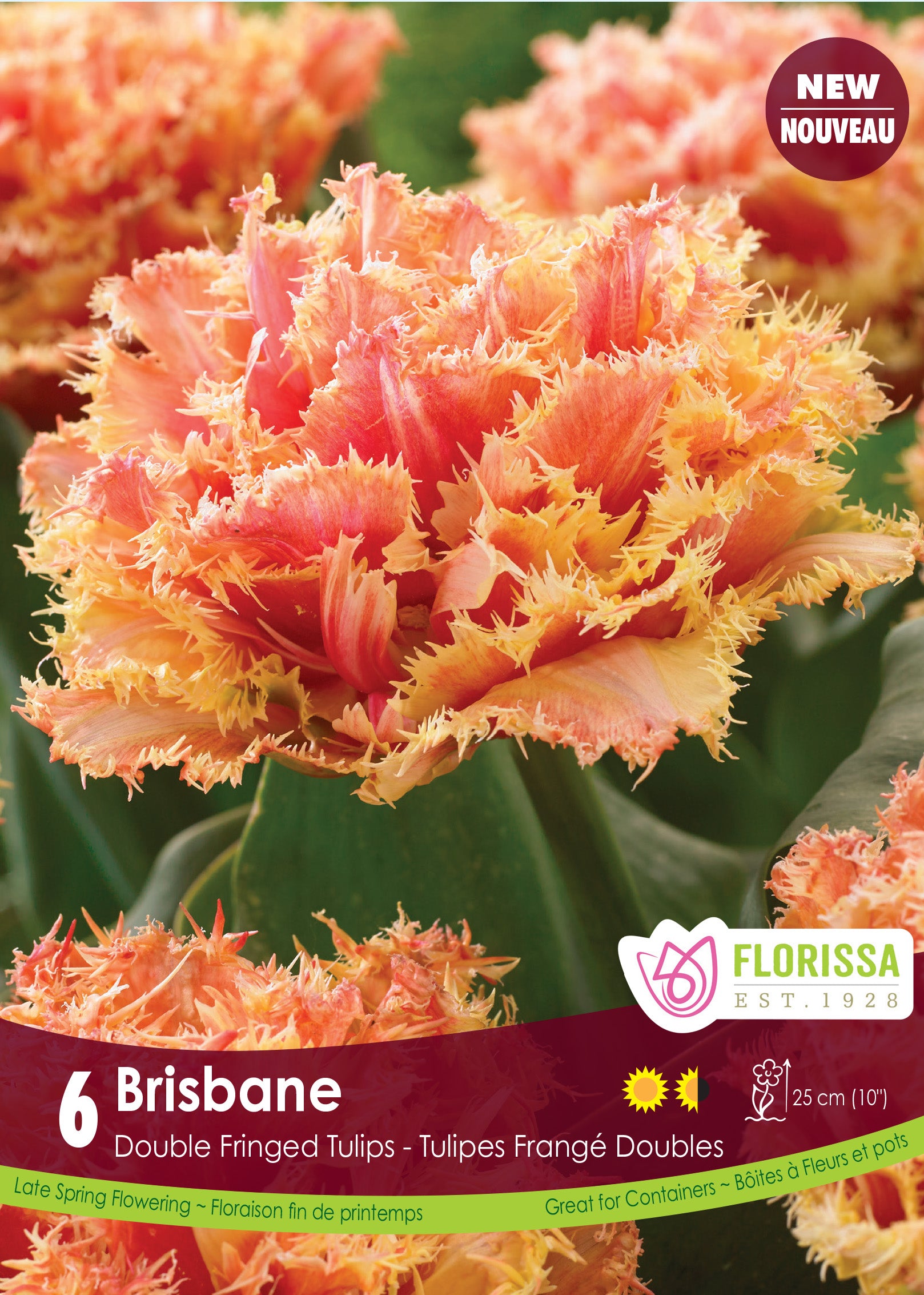 Tulip Double Fringed - Brisbane