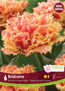 Tulip Double Fringed - Brisbane