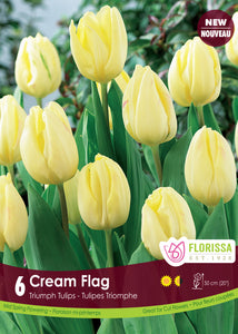 Tulip Triumph - Cream Flag
