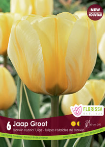 Tulip Darwin - Jaap Groot