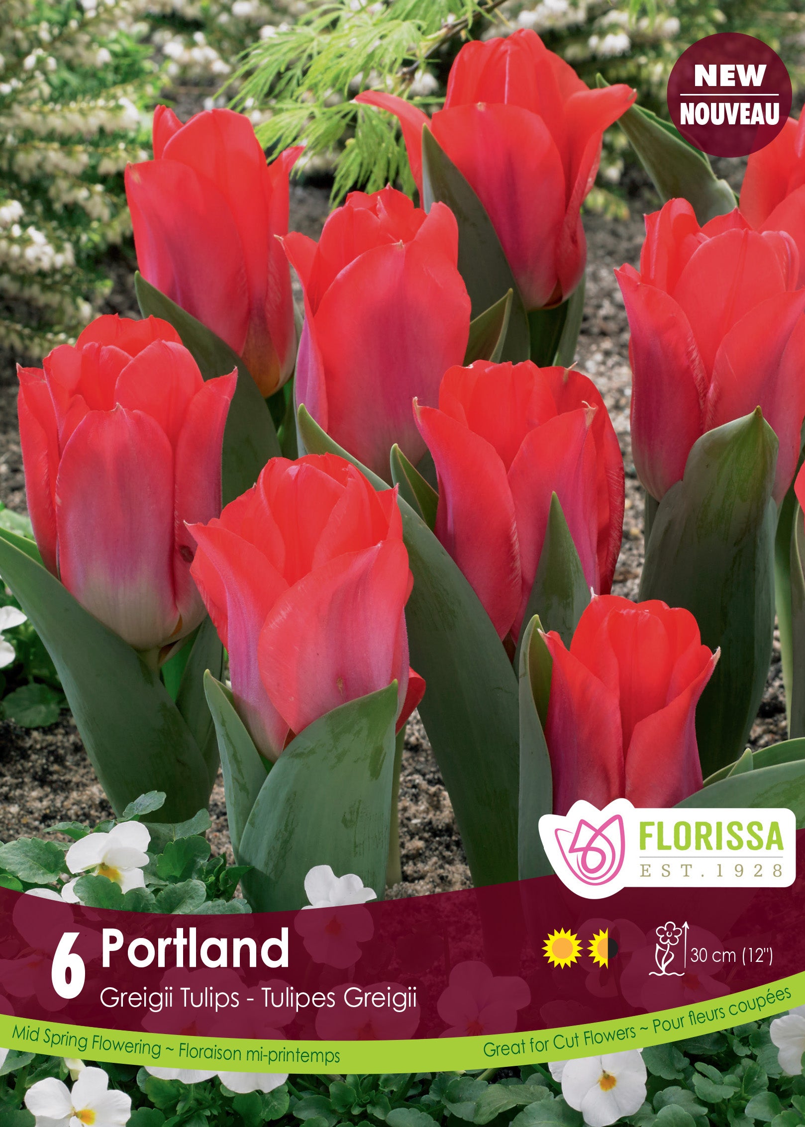 Tulip Greigii - Portland