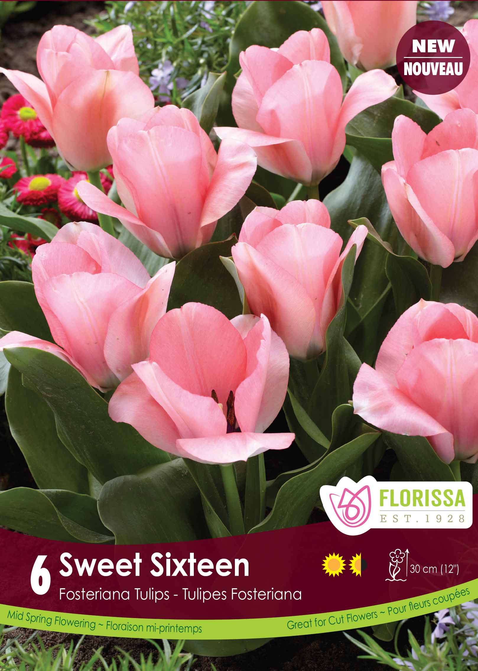 Tulip Fosteriana - Sweet Sixteen