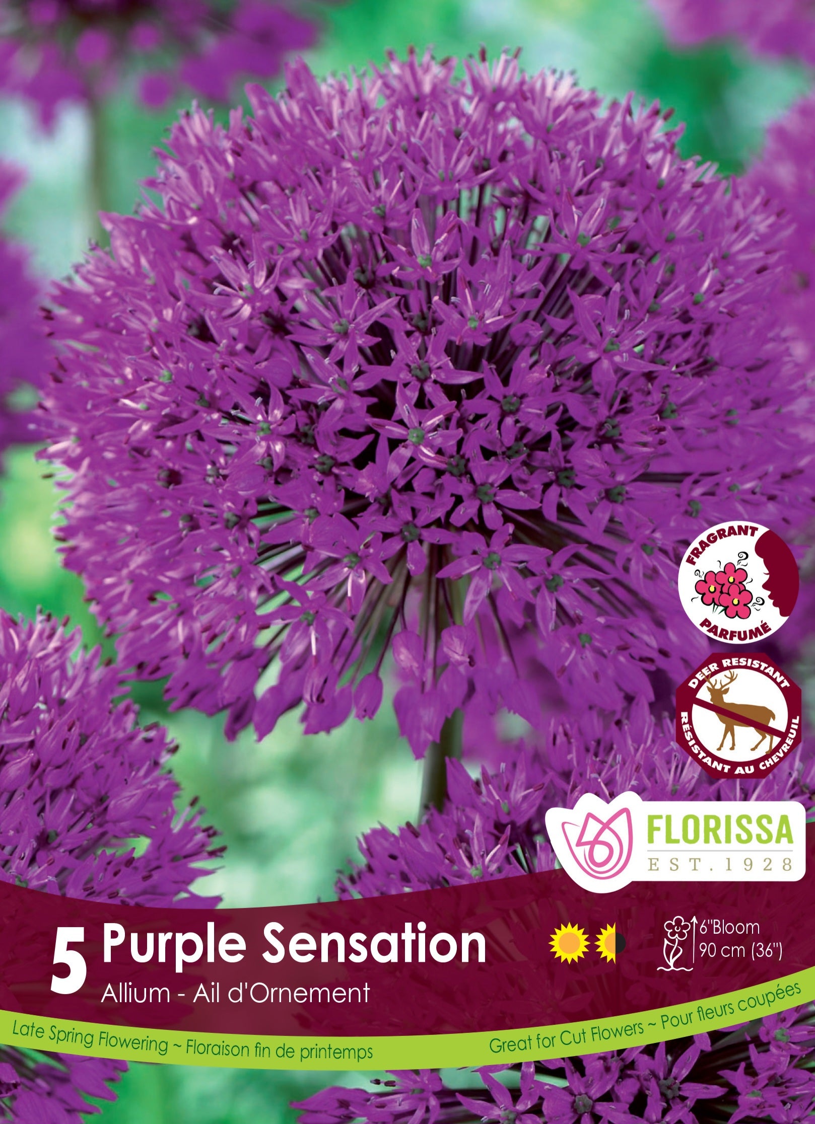 Allium - Purple Sensation