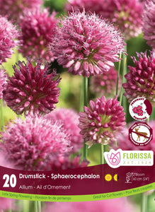 Allium - Sphaerocephalon (drumstick)