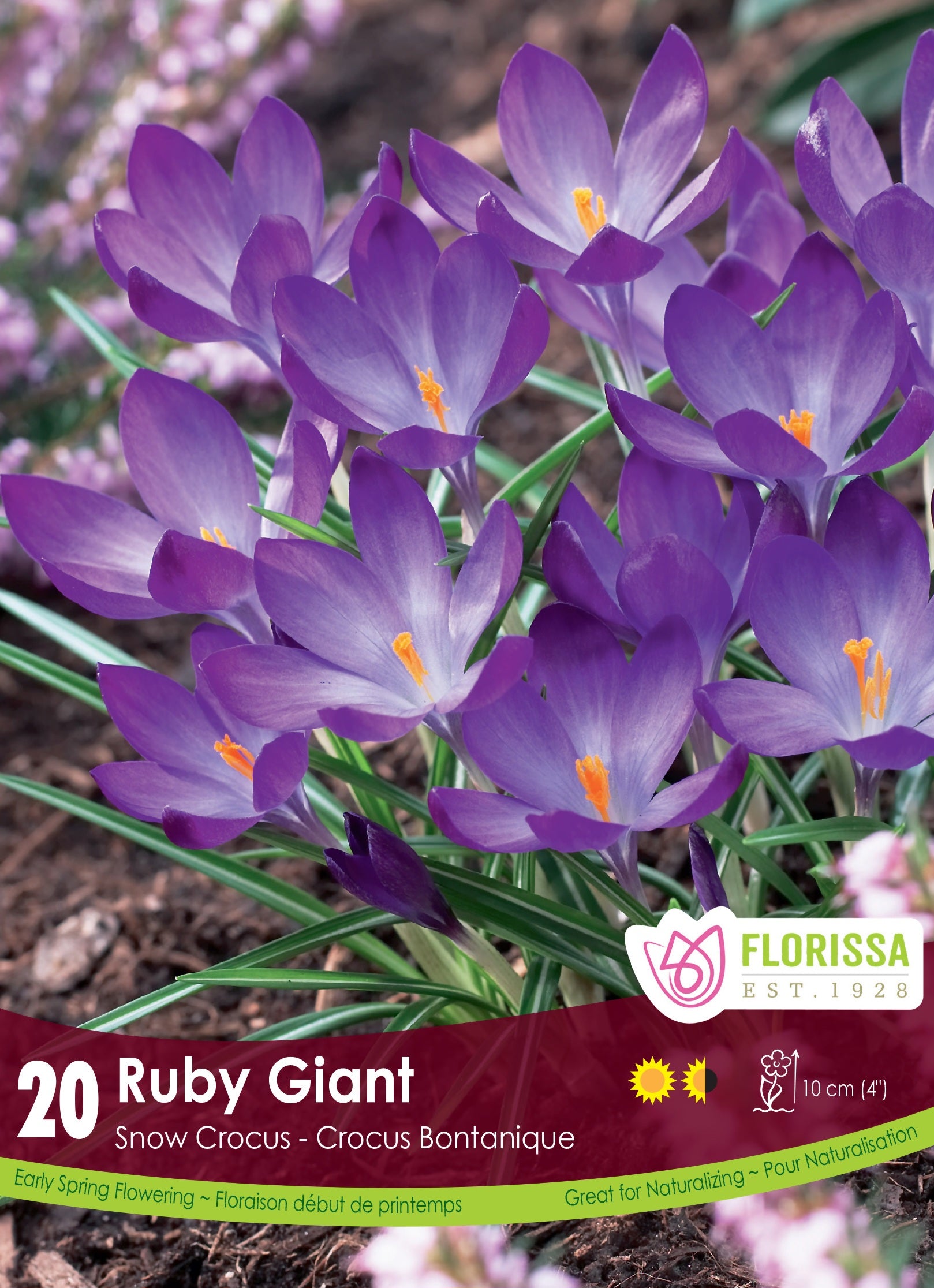 Crocus - Botanical Ruby Giant