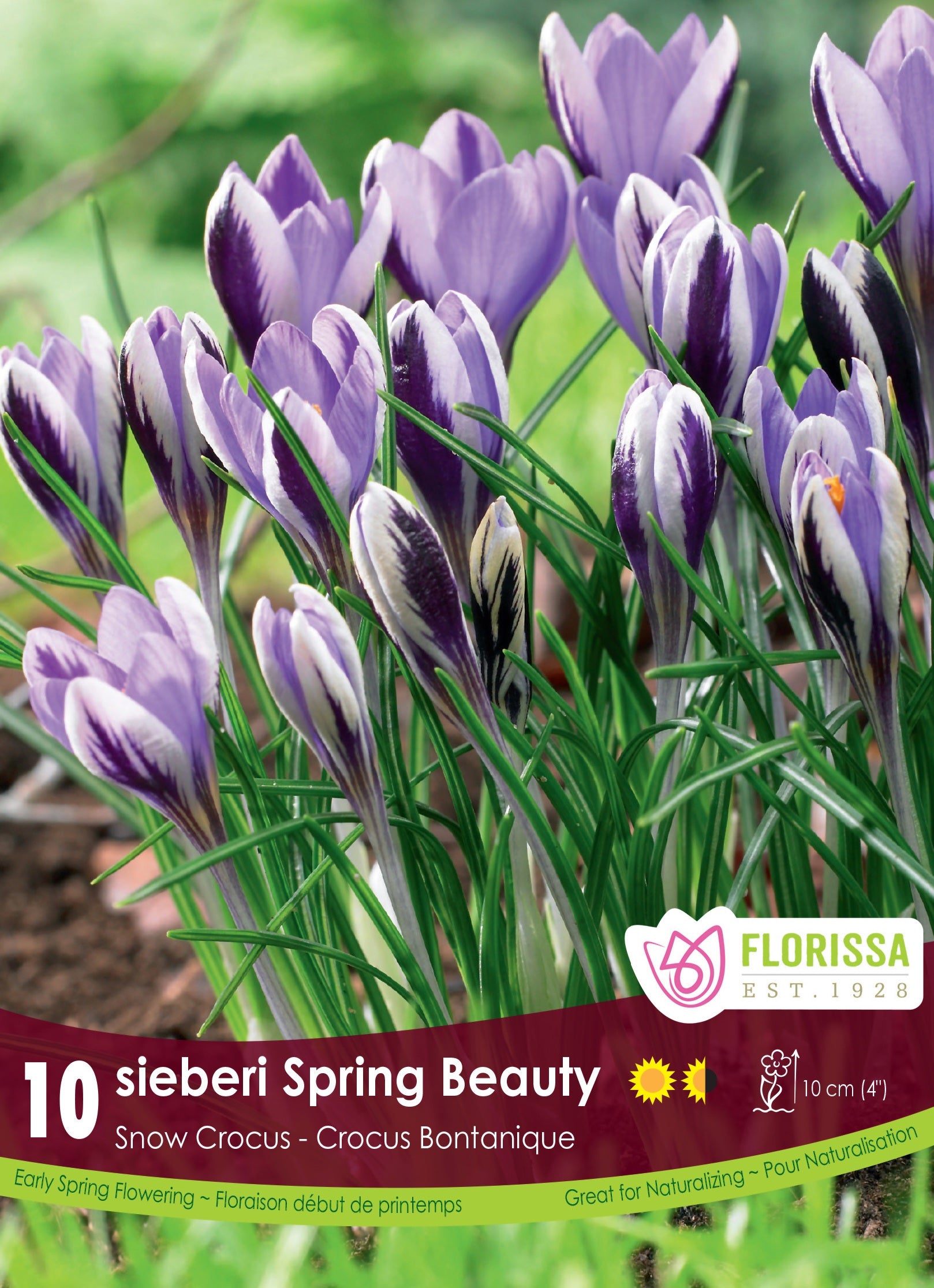 Crocus - Botanical Sieberi Spring Beauty