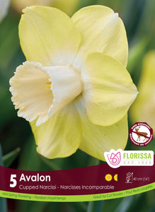 Daffodile - Avalon