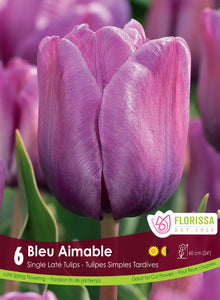 Tulip Darwin - Bleu Aimable
