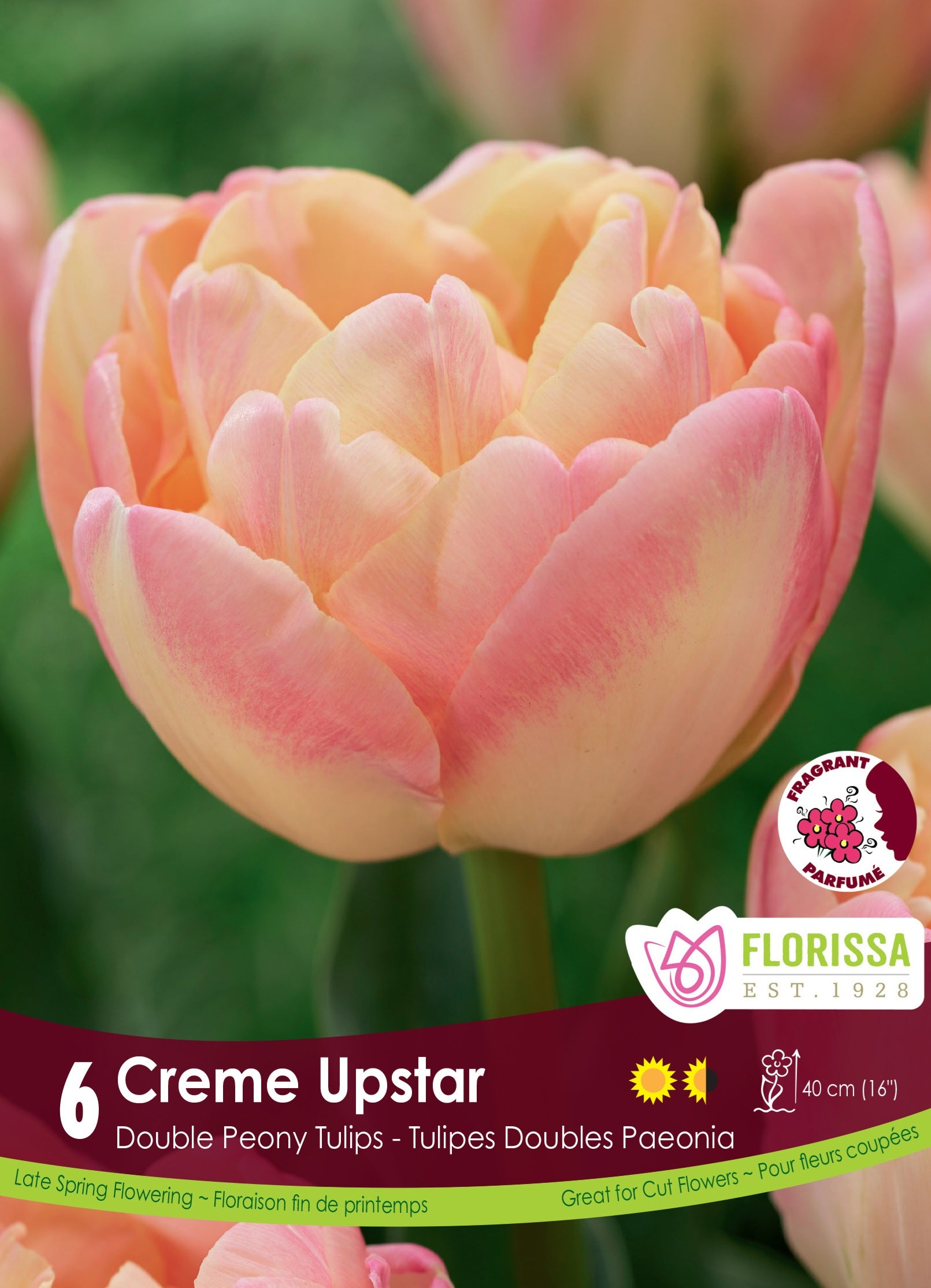 Tulip Double Peony - Creme Upstar