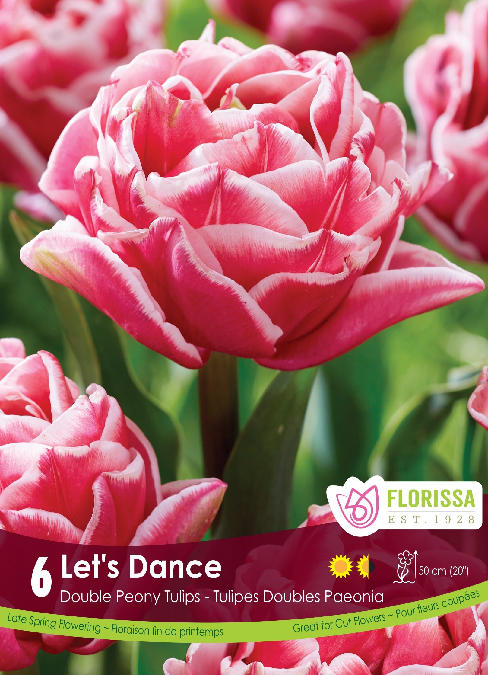 Tulip Double Peony - Let's Dance