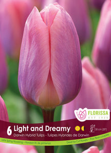 Tulip Darwin - Light and Dreamy