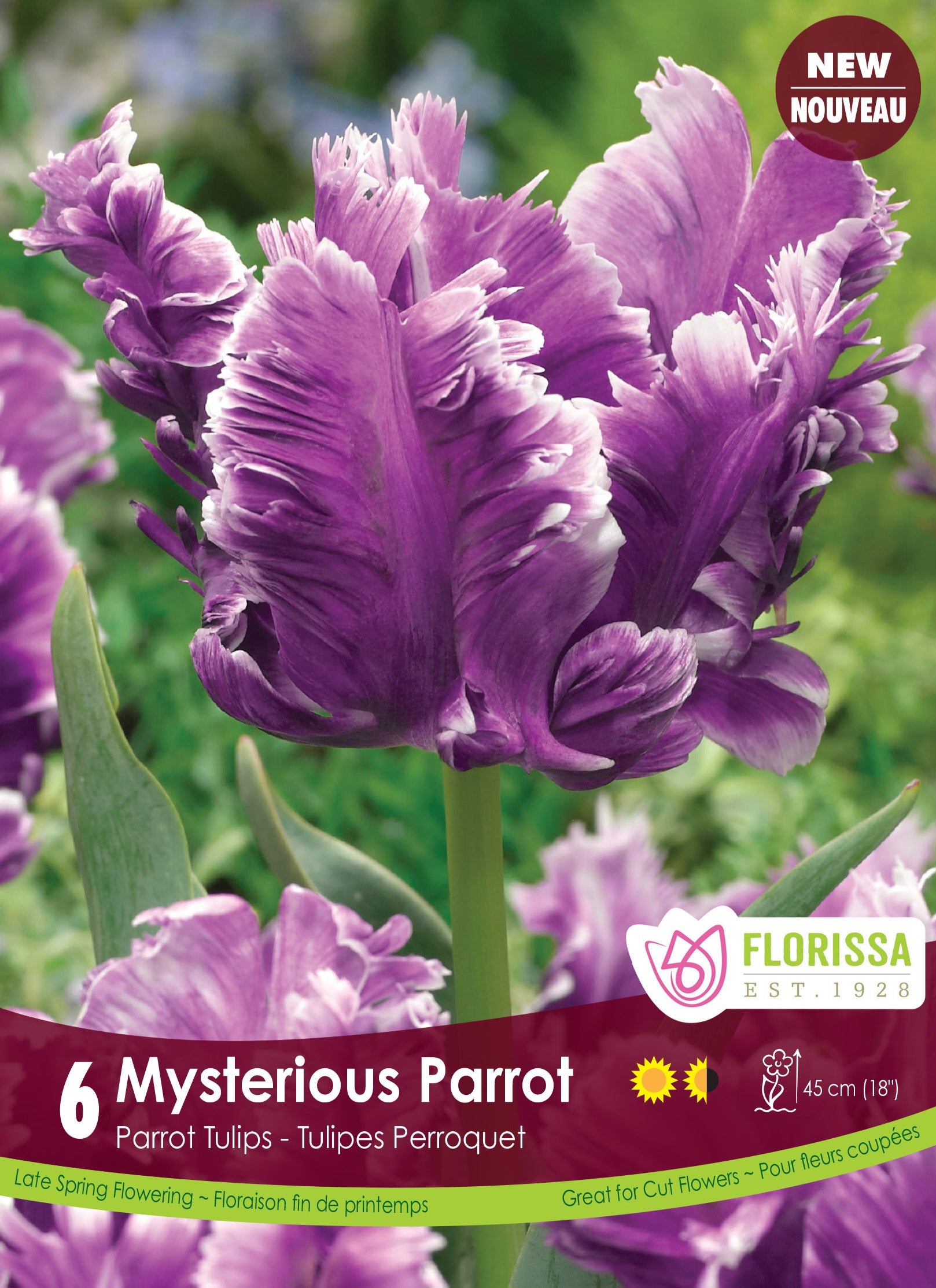 Tulip Parrot - Mysterious