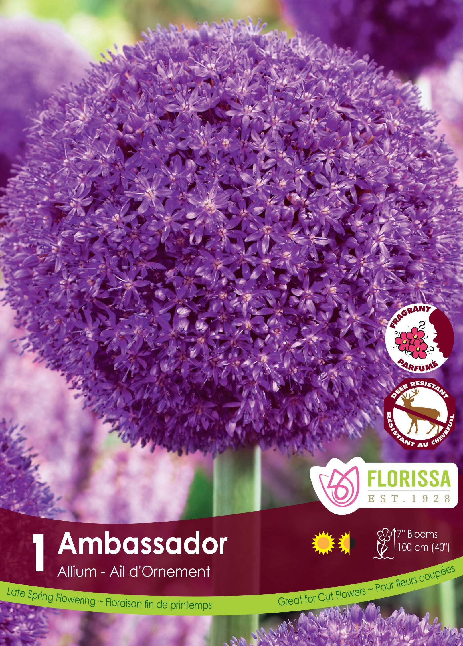Allium - Ambassador