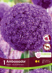 Allium - Ambassador