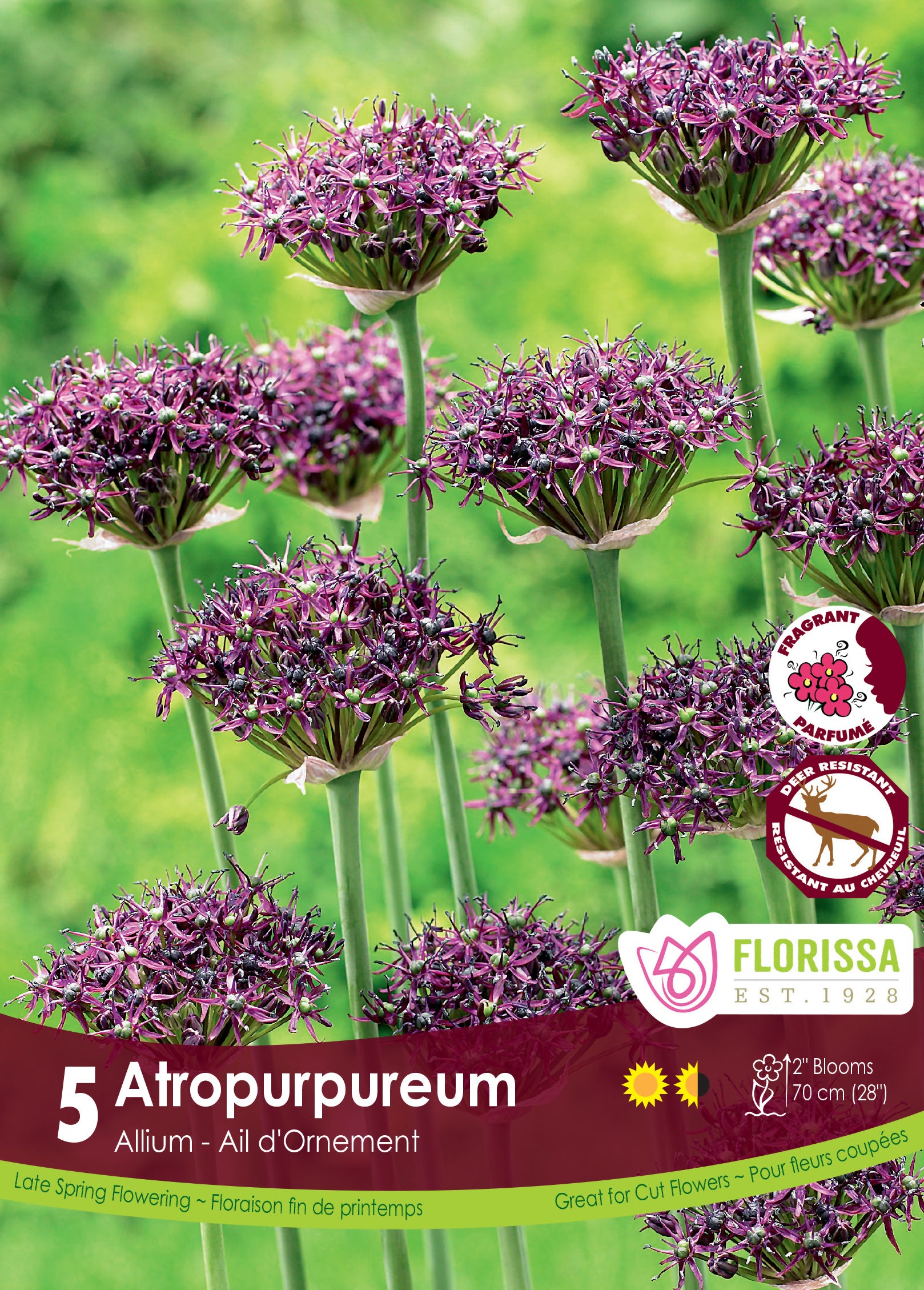 Allium - Atropurpureum