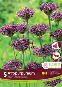 Allium - Atropurpureum