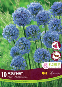 Allium - Azureum