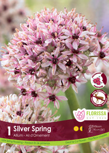 Allium - Silver Spring