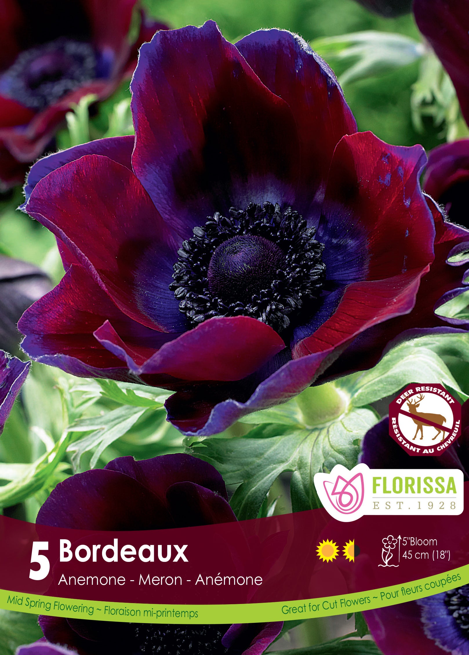 Anemone - Bordeaux